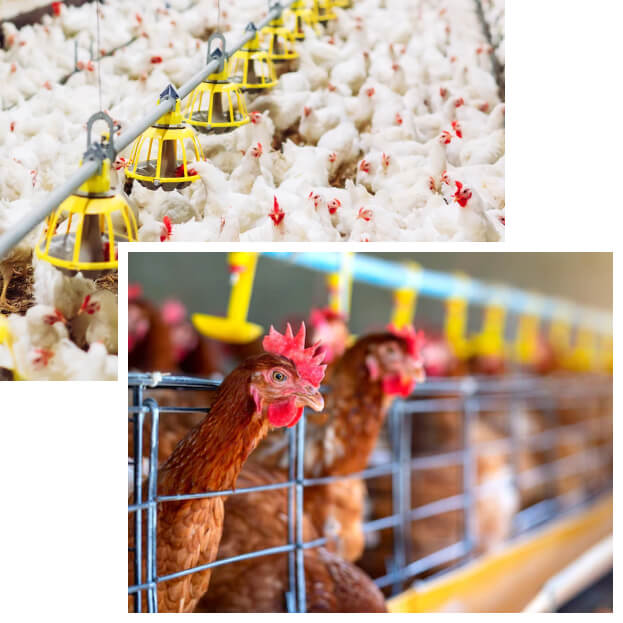 Smart Poultry Farm Sustainable Food Economy